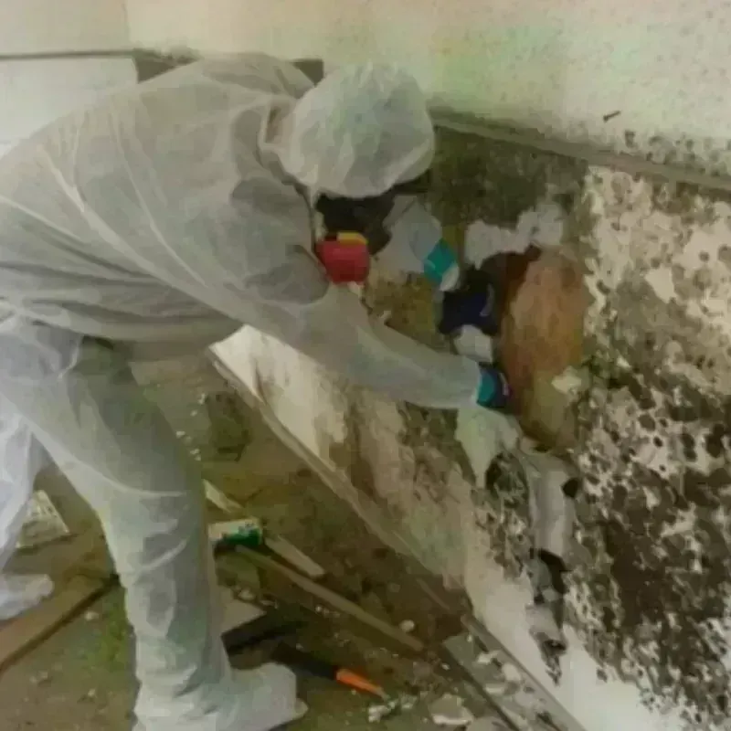 Mold Remediation and Removal in Palmer, PR